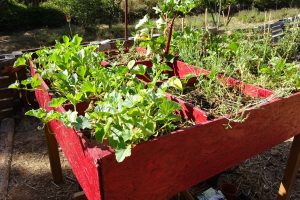 bac-carre-jardin-3-01